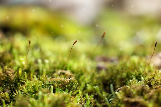 Nahaufnahme des jungen grünen Waldmoos im Sonnenlicht