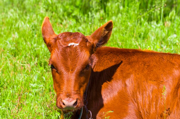 Nahaufnahme des jungen Kalbs, das auf der Wiese liegt und sich um niedliche Kuhrinder braune Farbe umsieht.