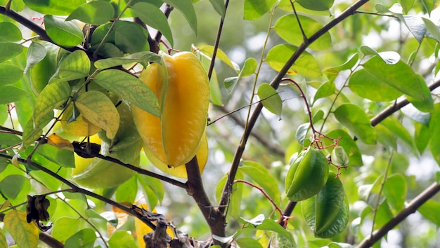 Nahaufnahme des Karambolabaums oder der Sternfrucht mit reifen Beeren