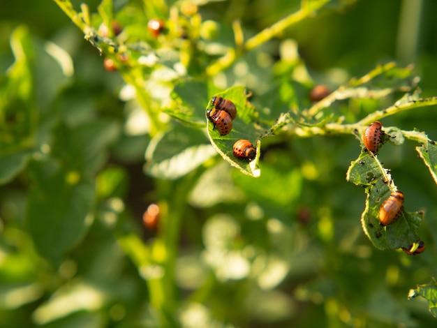 Nahaufnahme des Kartoffelkäfers und der Larven auf grünen Kartoffelblättern Schädlingsbekämpfung