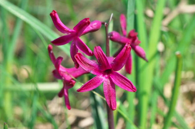 Nahaufnahme des kleinen Frühlings Wildflowersblühens