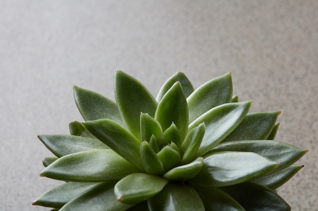 Nahaufnahme des kleinen Kaktus saftig im Blumentopf