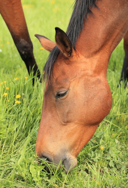 Nahaufnahme des Kopfes des Pferds Gras essend