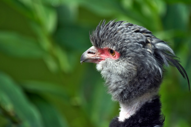 Nahaufnahme des Kopfes des südlichen Screamervogels