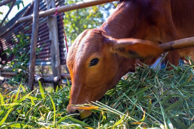 Nahaufnahme des Kopfes einer braunen Kuh in einer Koppel auf einer Rinderfarm, die Kuh frisst frisches Gras