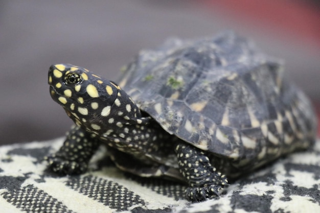 Nahaufnahme des Kopfes einer kleinen Schildkröte