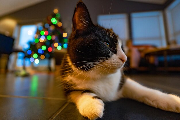 Nahaufnahme des Kopfes einer schwarz-weißen isländischen Katze, die mit großen Augen nach rechts schaut