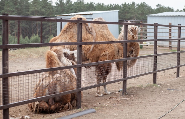 Nahaufnahme des Kopfes eines Kamels Kamele auf der Farm der Tiere