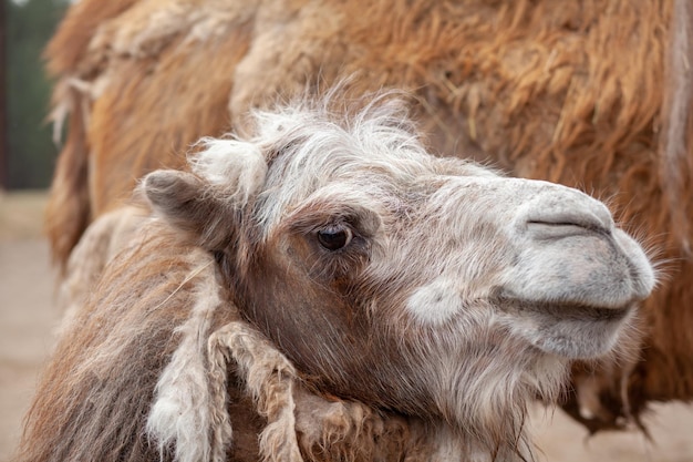 Nahaufnahme des Kopfes eines Kamels Kamele auf der Farm der Tiere