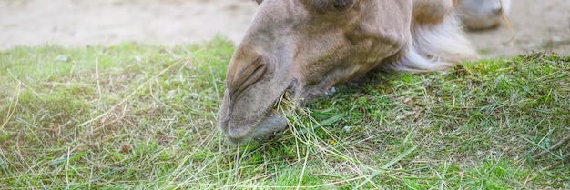 Nahaufnahme des Kopfes eines Kamels Nahaufnahme von Nase und Mund Kamel frisst Gras