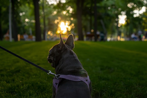 Nahaufnahme des kopfes und der ohren einer französischen bulldogge, die mit dem rücken zur kamera steht und den sonnenuntergang anschaut