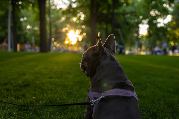 Nahaufnahme des Kopfes und der Ohren einer französischen Bulldogge, die mit dem Rücken zur Kamera steht und den Sonnenuntergang anschaut