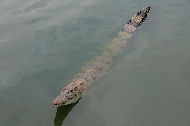 Nahaufnahme des Kopfkrokodils zeigt den Kopf im Fluss