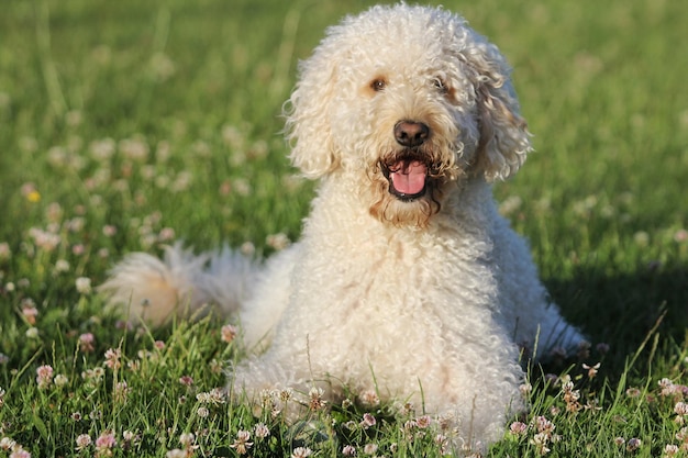 Foto nahaufnahme des labradoodles auf dem feld