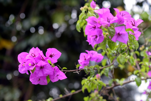 Nahaufnahme des lila Bougainvillea Bündels