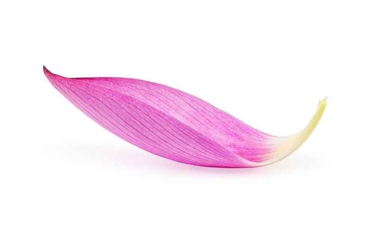 Foto nahaufnahme des lotosblumenblattes lokalisiert auf weißem hintergrund