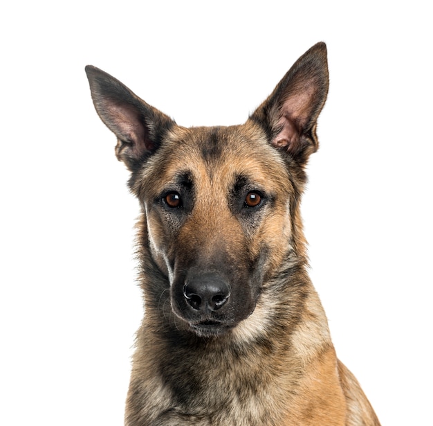 Nahaufnahme des Malinois-Hundes, ausgeschnitten