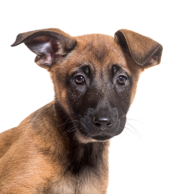 Nahaufnahme des Malinois-Hundes