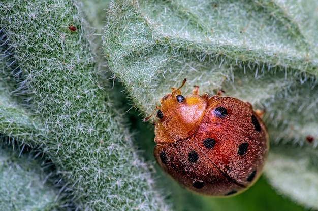 Nahaufnahme des Marienkäfers auf einem Blatt