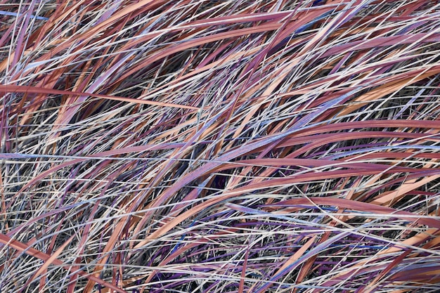 Nahaufnahme des mehrfarbigen Fantasy-Gras-Hintergrunds mit Kopierbereich Detail des überwucherten üppigen wilden Feldes, das draußen in abgelegener Landschaft wächst Wunderschönes Naturkonzept für Frühlingswiesenumgebung
