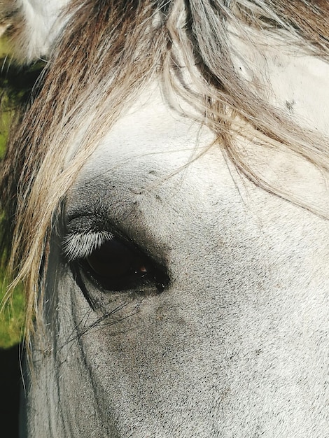 Foto nahaufnahme des menschlichen auges