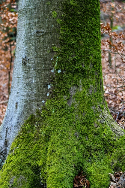 Nahaufnahme des Mooses eines Baumstammes mitten im Wald.