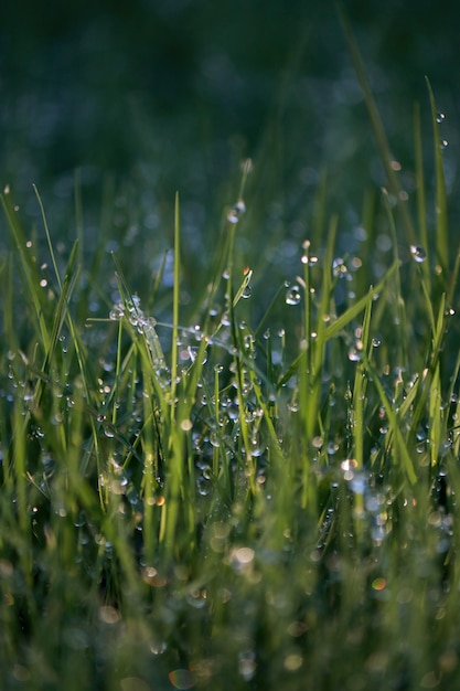 Nahaufnahme des Morgentaues auf grünem Gras