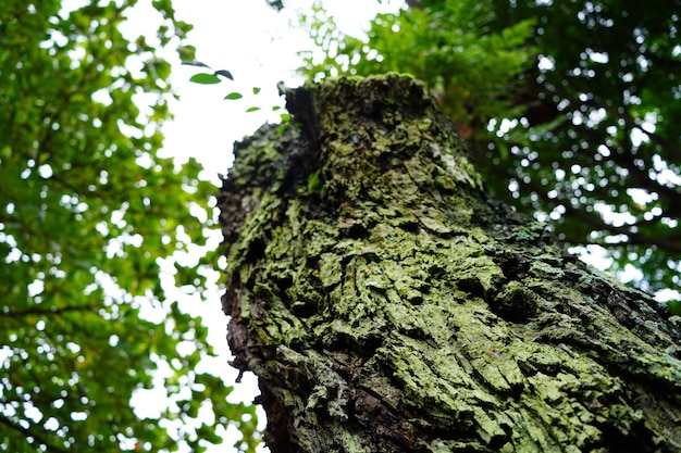 Nahaufnahme des Musters von Rissen an Baumstämmen mit Naturhintergrund im Park