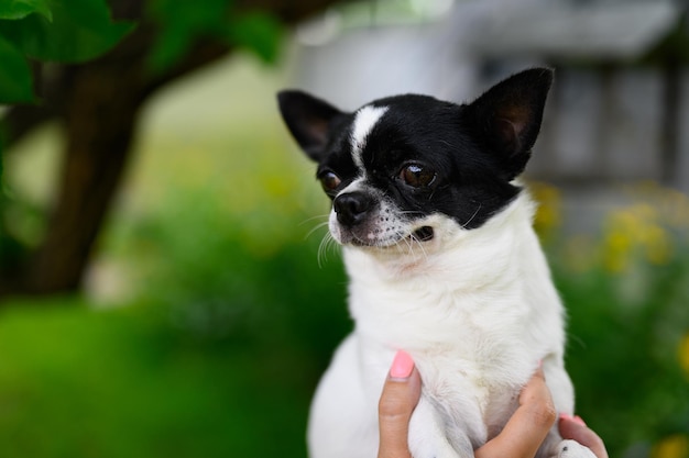 Nahaufnahme des natürlichen Hintergrundporträts von Chihuahua Adult Smooth Coated Chihuahua Welpen