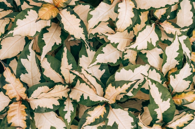 Nahaufnahme des natürlichen Hintergrunds der abwechslungsreichen Blätter von Asystasia gangetica