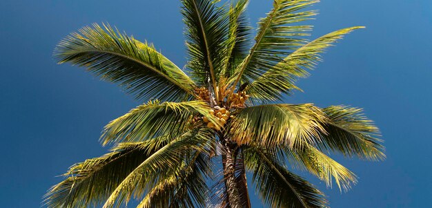 Nahaufnahme des Naturplatzes in der Natur