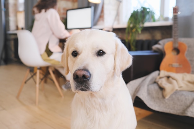 Nahaufnahme des niedlichen schönen labrador, der zu Hause mit seinem Besitzer arbeitet, der im Hintergrund arbeitet