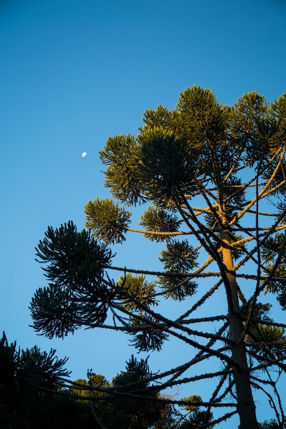 Nahaufnahme des oberen Teils von Araucaria angustifolia (brasilianische Kiefer) mit Himmel und Wolkenhintergrund, Campos do Jordao, Brasilien.