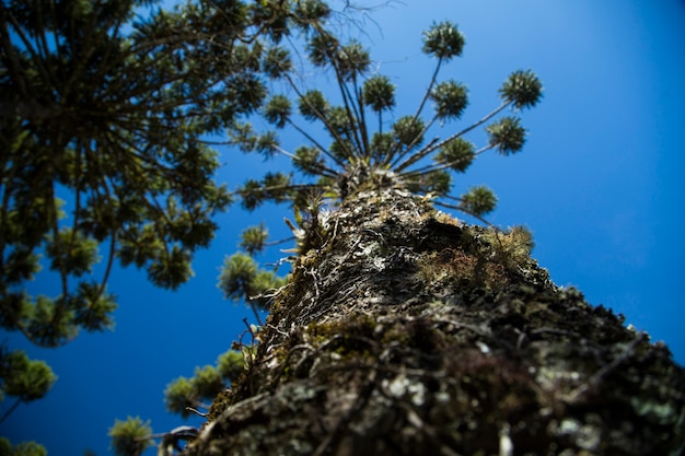 Foto nahaufnahme des oberen teils von araucaria angustifolia (brasilianische kiefer) mit himmelhintergrund, campos do jordao, brasilien.