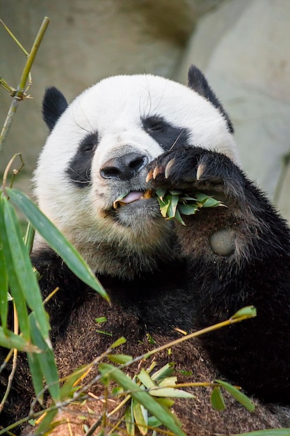 Nahaufnahme des Pandas, der isst