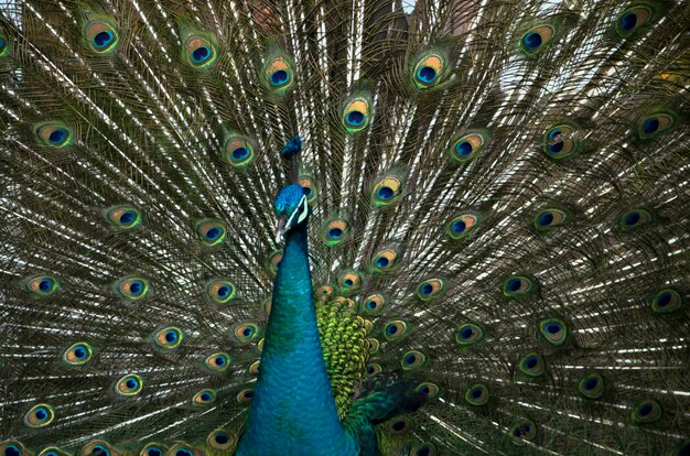 Nahaufnahme des Pfauvogels