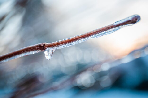 Foto nahaufnahme des pflanzen-eisregenwinters