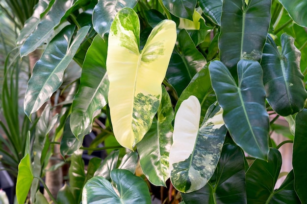 Nahaufnahme des Philodendron Burle Marx mit abwechslungsreichen Halbmondblättern.