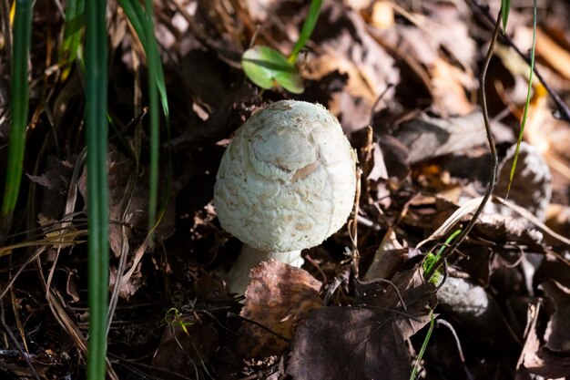 Nahaufnahme des Pilzes im Gras. Weißer Waldpilz mit Schirmmütze auf dem Waldrasen