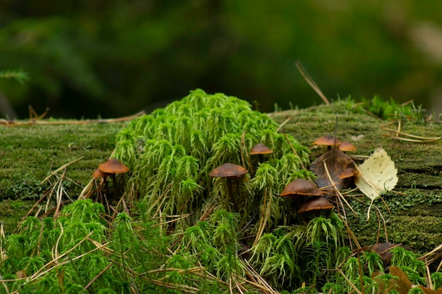 Nahaufnahme des Pilzwachstums auf dem Feld