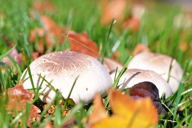 Foto nahaufnahme des pilzwachstums auf dem feld