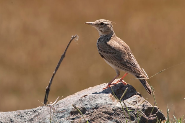 Foto nahaufnahme des pipit-vogels