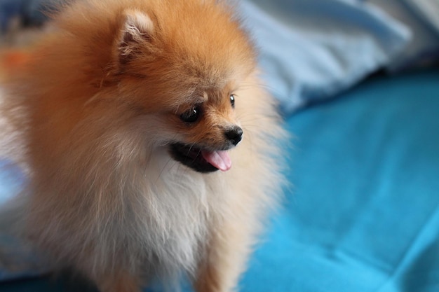 Nahaufnahme des Pomeraniers