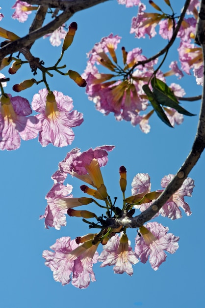 Foto nahaufnahme des rosa lapachobaums in der blüte