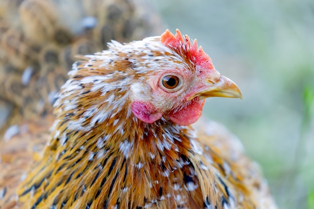 Nahaufnahme des roten Hahns in der Farm