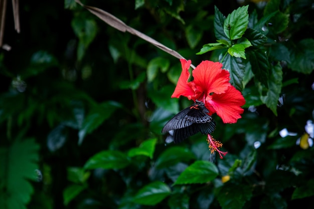 Foto nahaufnahme des roten hibiskus auf der pflanze