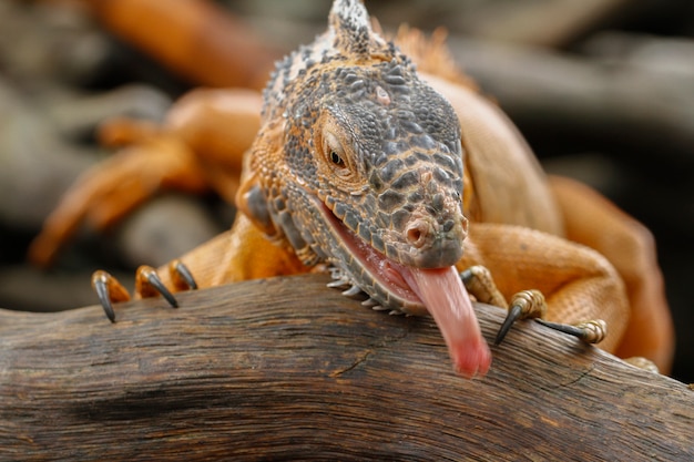 Foto nahaufnahme des roten leguans