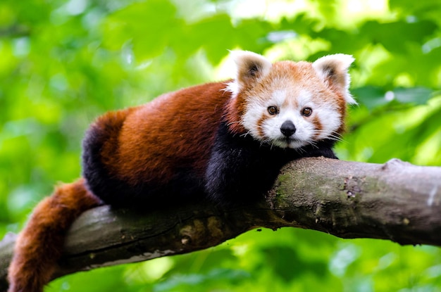 Nahaufnahme des roten Pandas