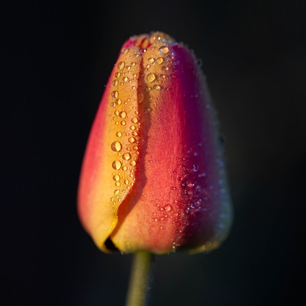 Nahaufnahme des roten Tulpenblütenblattes mit Wassertröpfchen