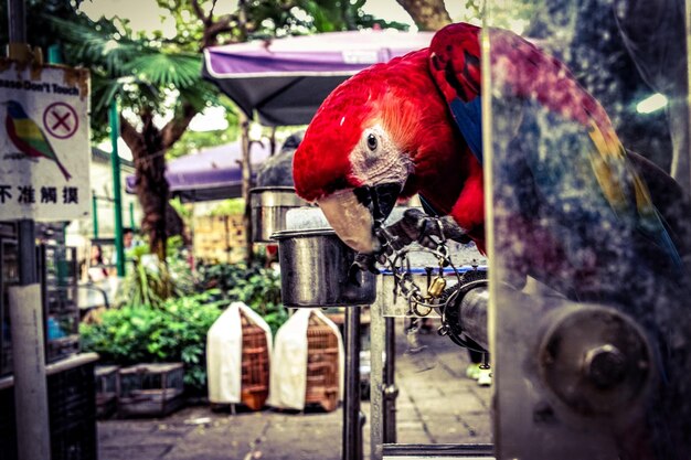 Nahaufnahme des roten Vogels